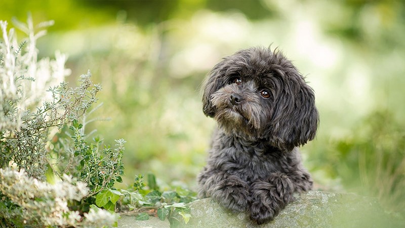 Hình chó Poodle - 8 (Kích thước: 1920 x 1080)