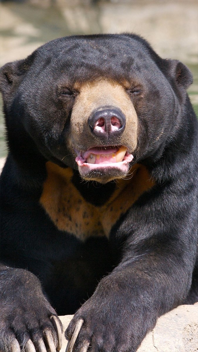 Ảnh con gấu - 1 (Kích thước: 1080 x 1920)