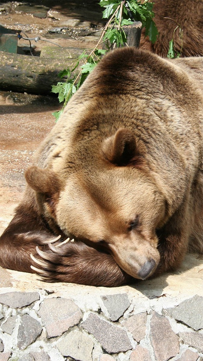 Ảnh con gấu - 4 (Kích thước: 1080 x 1920)