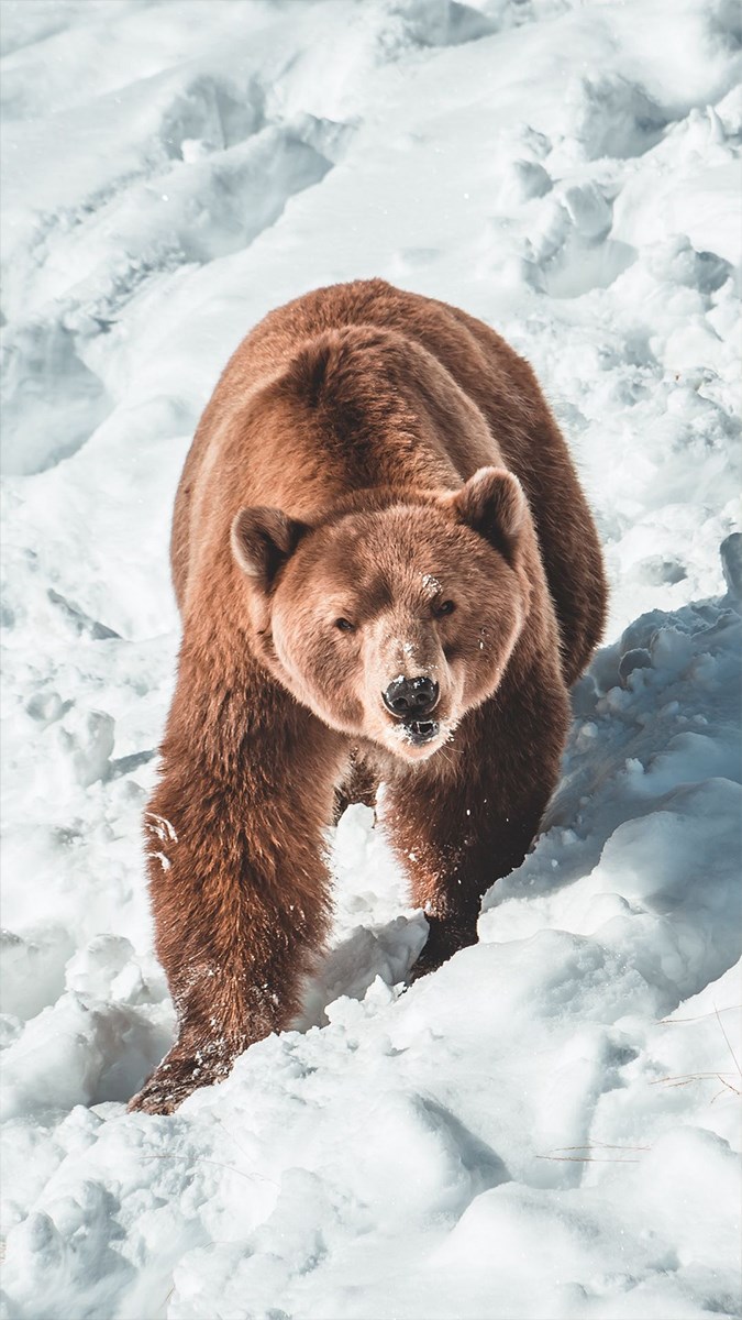 Ảnh con gấu - 5 (Kích thước: 1080 x 1920)