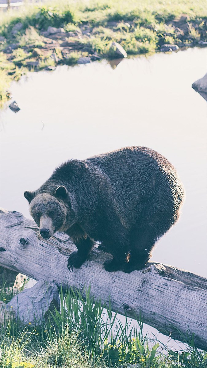 Ảnh con gấu - 7 (Kích thước: 1080 x 1920)