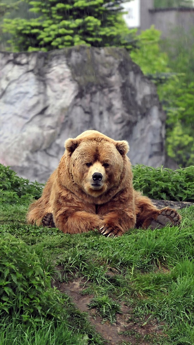 Ảnh con gấu - 9 (Kích thước: 1080 x 1920)