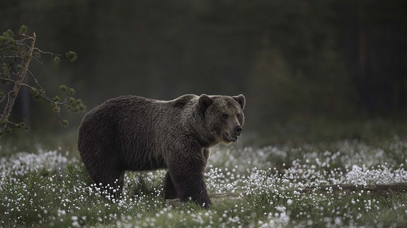 Ảnh con gấu - 1 (Kích thước: 1920 x 1080)