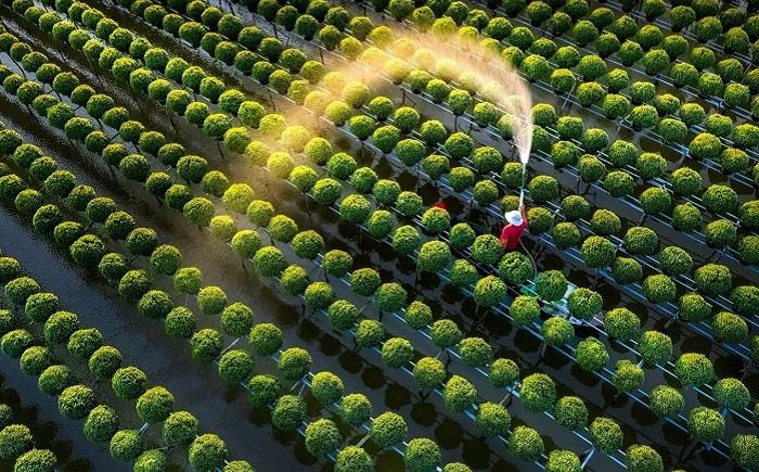 Làng hoa Sa Đéc - Đồng Tháp