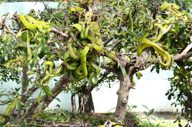 Trại rắn Đồng Tâm là ngôi nhà của rất nhiều loại bò sát