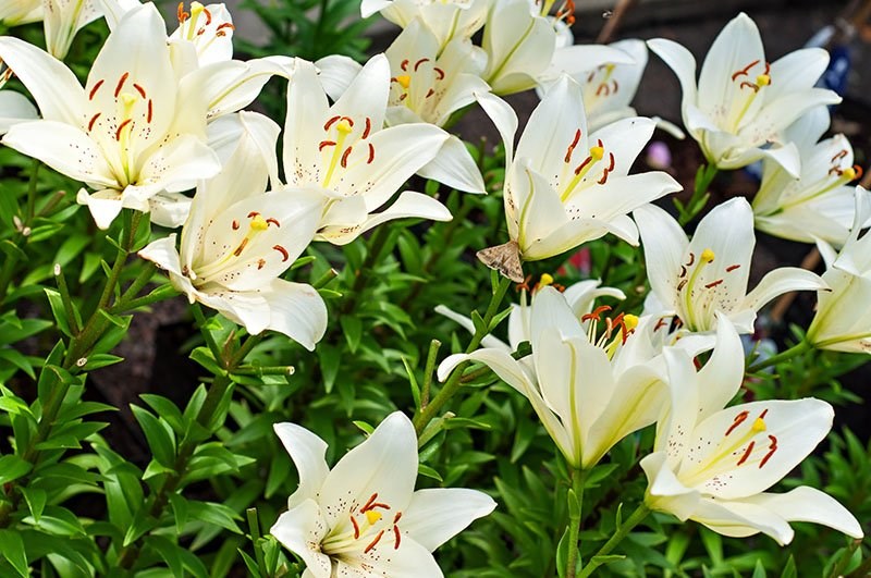 Ý nghĩa của hoa ly trắng