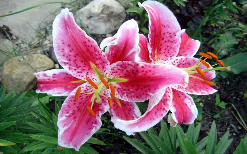 Ý nghĩa hoa ly trong nền văn hoá Đức