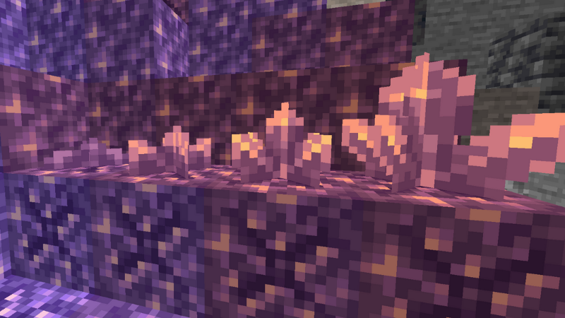 C&aacute;c giai đoạn ph&aacute;t triển của nụ Thạch anh t&iacute;m (từ tr&aacute;i qua)