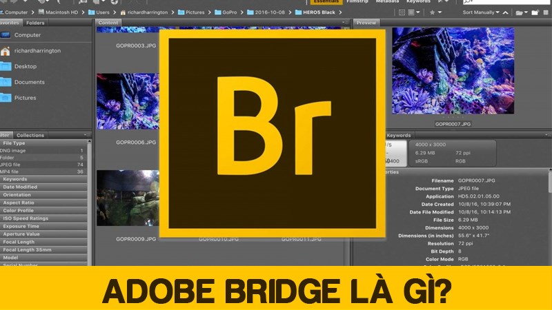 Adobe Bridge là gì? Các tính năng nổi bật của Adobe Bridge