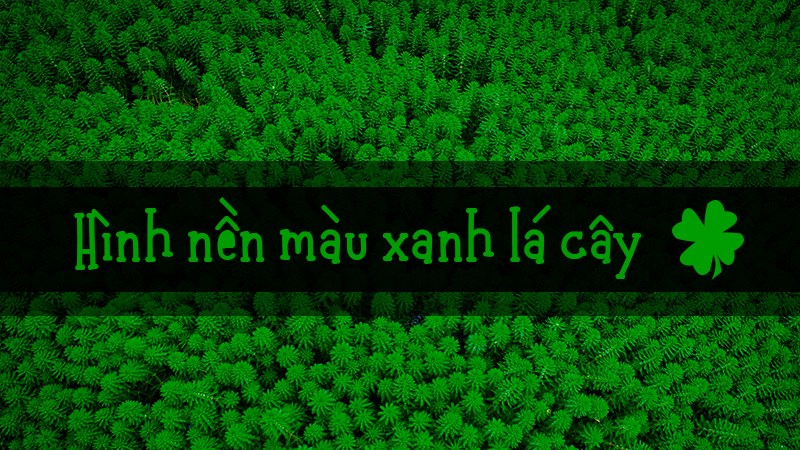 Hãy khám phá những hình nền màu xanh lá cây tuyệt đẹp, mang đến sự tươi mới và sự tươi mát cho màn hình của bạn. Với những tông màu khác nhau, bạn có thể tùy chọn cho phù hợp với phong cách của bạn.