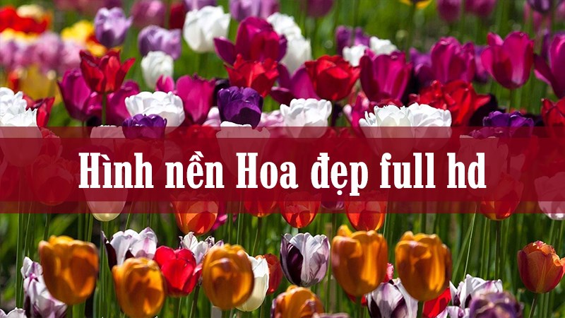 Hình nền hoa đẹp nhất cho máy tính của bạn