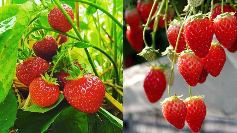 Vườn dâu Bà Vai 