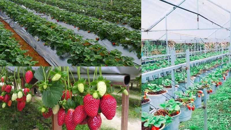 Vườn dâu tây sạch Bà Lan