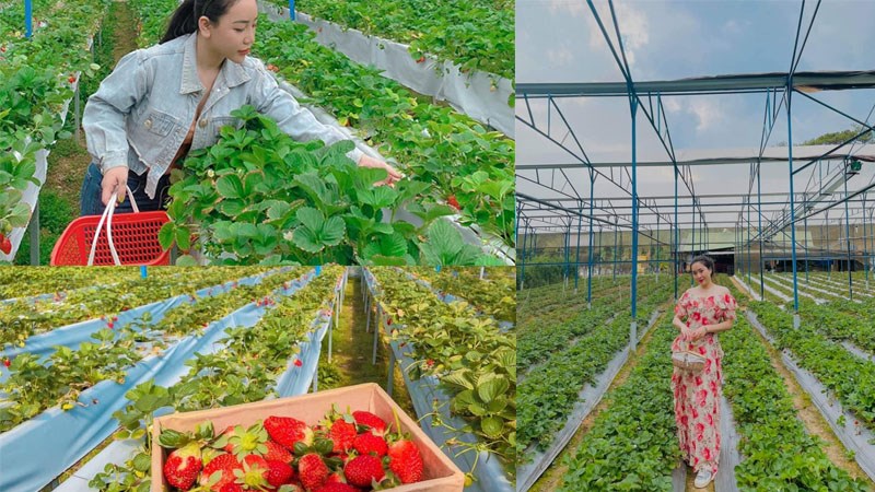 Vườn dâu Mỹ Tiên Đà Lạt