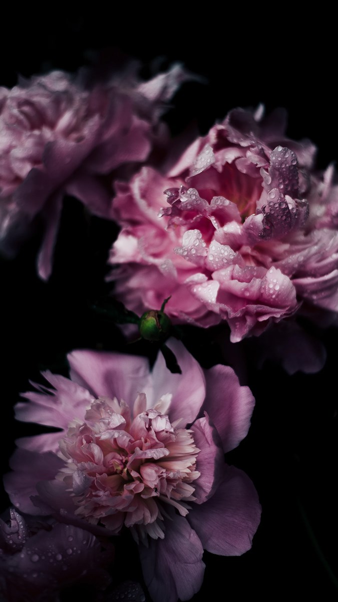 BÓ HOA MẪU ĐƠN ĐẸP TẠI HÀ NỘI. Bó hoa mẫu đơn màu hồng đẹp ở Hà Nội
