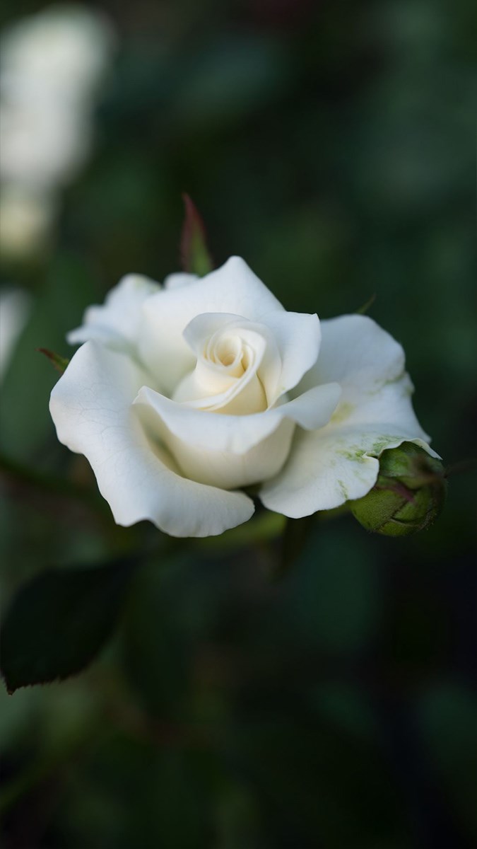 Ảnh hoa hồng trắng - 12 (Kích thước: 1080 x 1920)