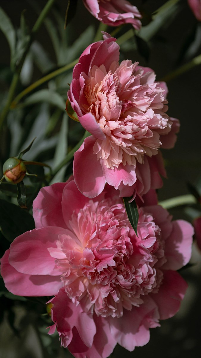 Hoa mẫu đơn: Hãy chiêm ngưỡng vẻ đẹp tuyệt vời của hoa mẫu đơn, với những cánh hoa mềm mại trong sắc hồng nhuốm trắng ngần. Hình ảnh này sẽ mang lại cho bạn những giây phút thư giãn và tiếp thêm năng lượng cho tâm hồn.