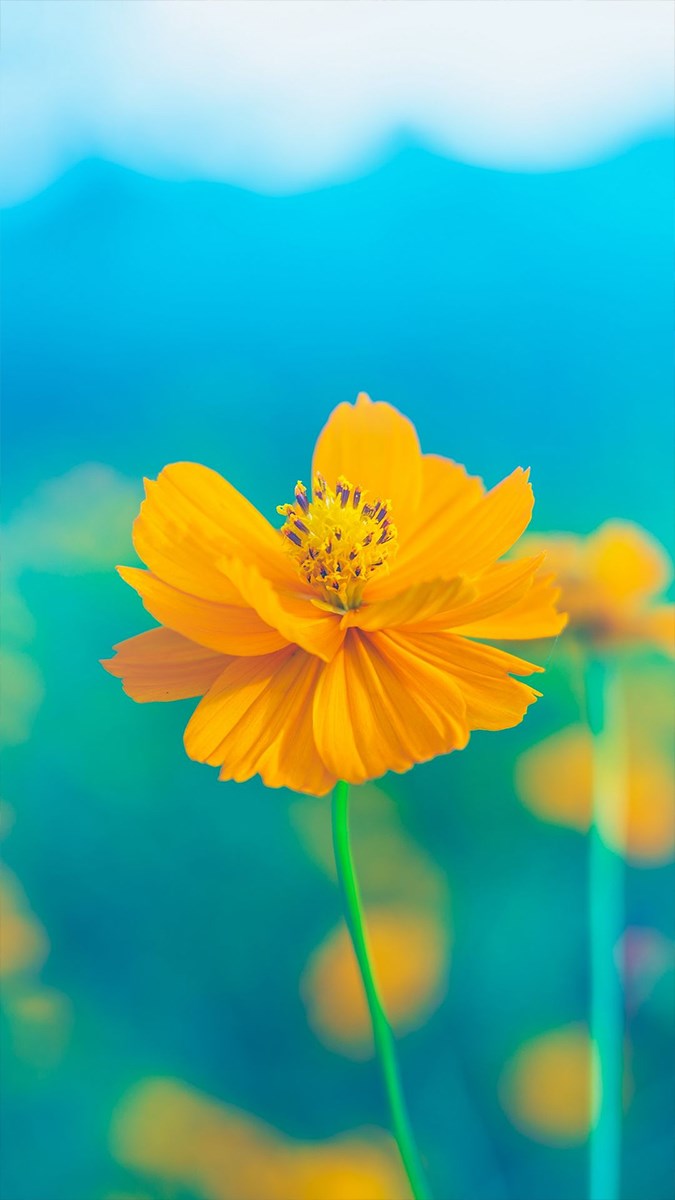 Hình nền hoa lá thiên nhiên hay nhất top 99 hình nền hoa đẹp thiên nhiên  hay nhất