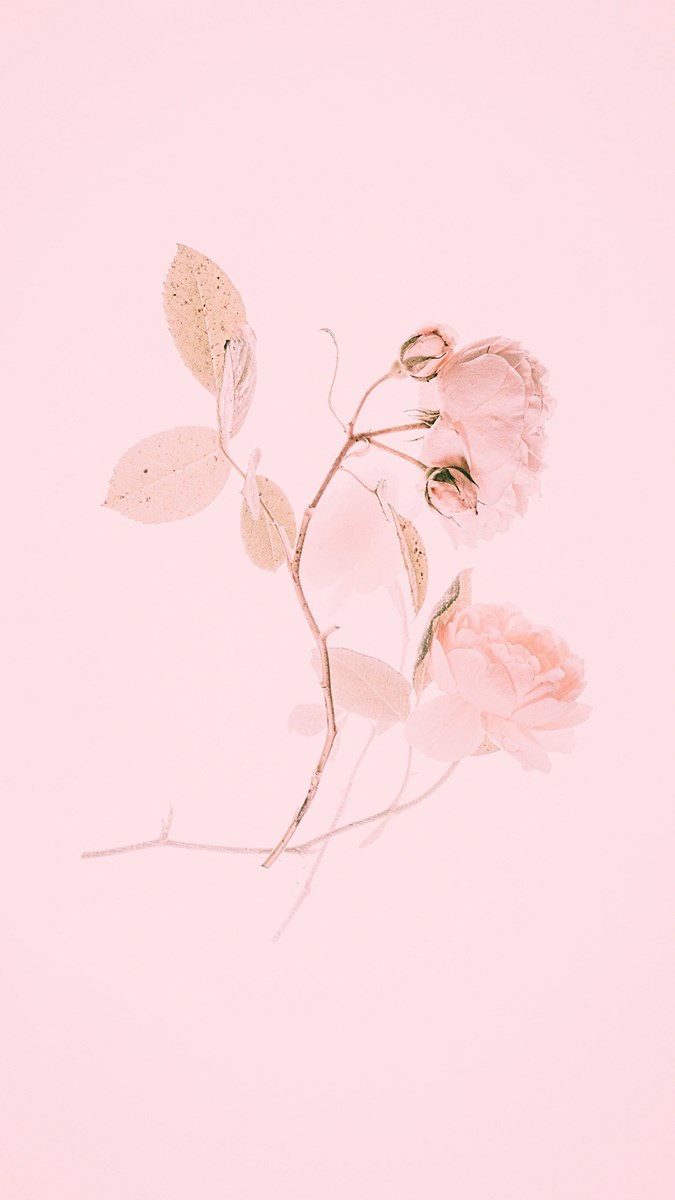 Ảnh nền màu hồng - 14 (Kích thước: 1080 x 1920)