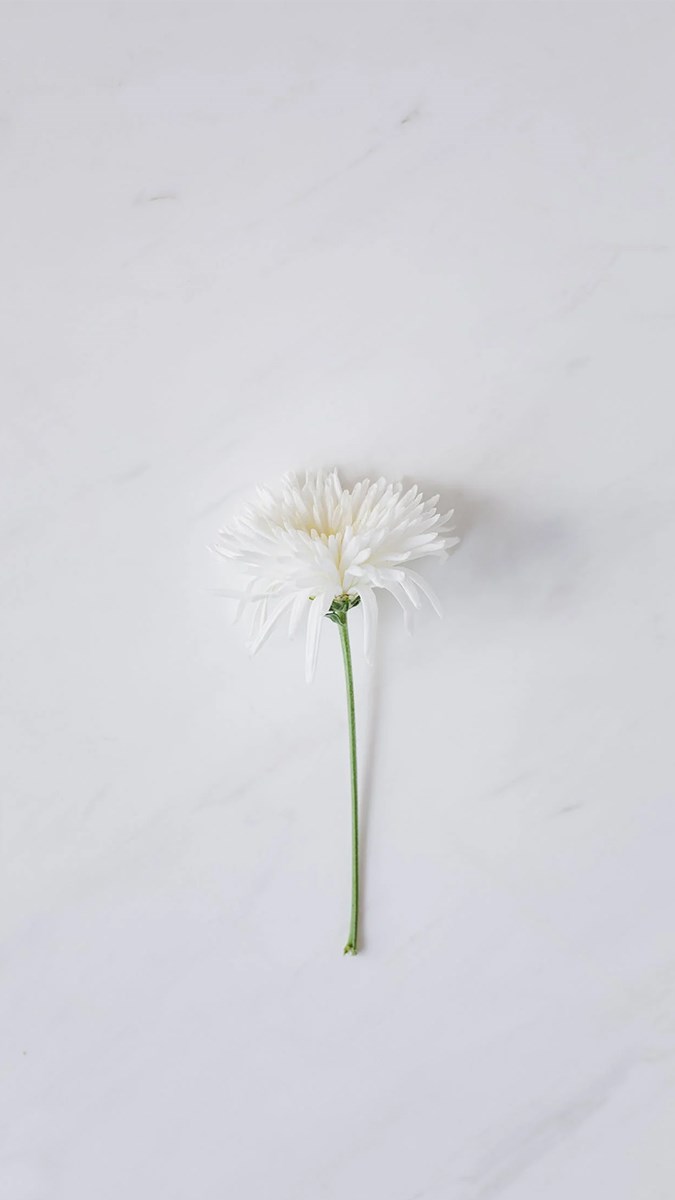 Ảnh nền màu trắng - 15 (Kích thước: 1080 x 1920)