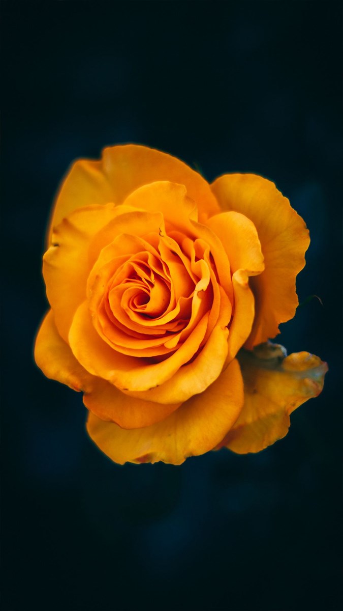 Ảnh hoa hồng vàng - 2 (Kích thước: 1080 x 1920)