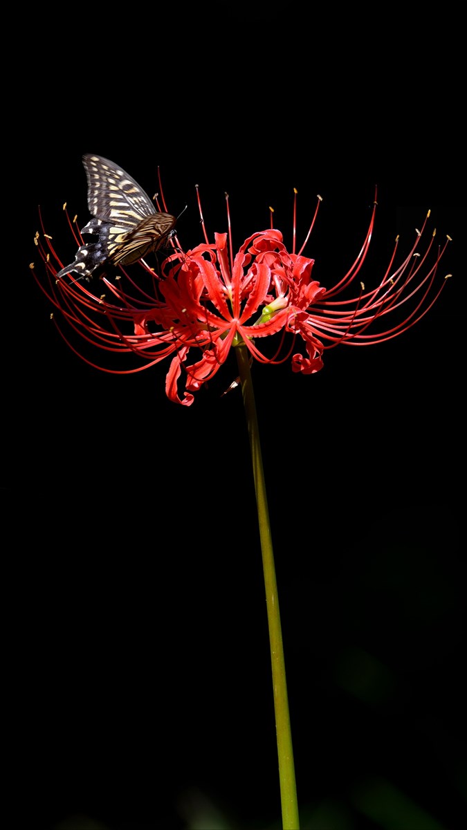 Ảnh hoa bỉ ngạn - 2 (Kích thước: 1080 x 1920)