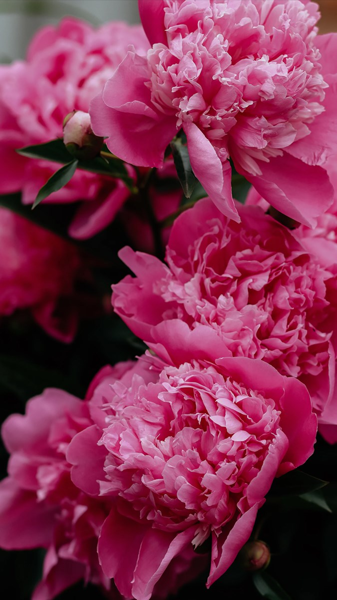 600.000+ ảnh đẹp nhất về Hoa Mẫu Đơn · Tải xuống miễn phí 100% · Ảnh có sẵn  của Pexels