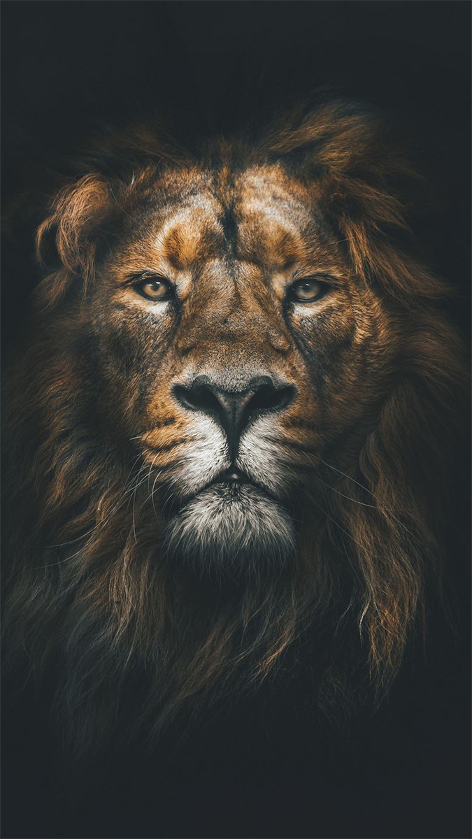 Hình ảnh đẹp về sư tử - Hình nền