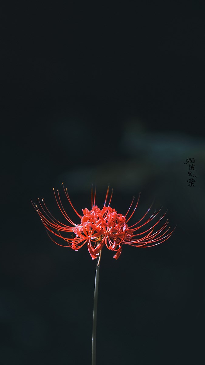 Hình ảnh hoa bỉ ngạn - Tình yêu không trọn vẹn - QuanTriMang.com