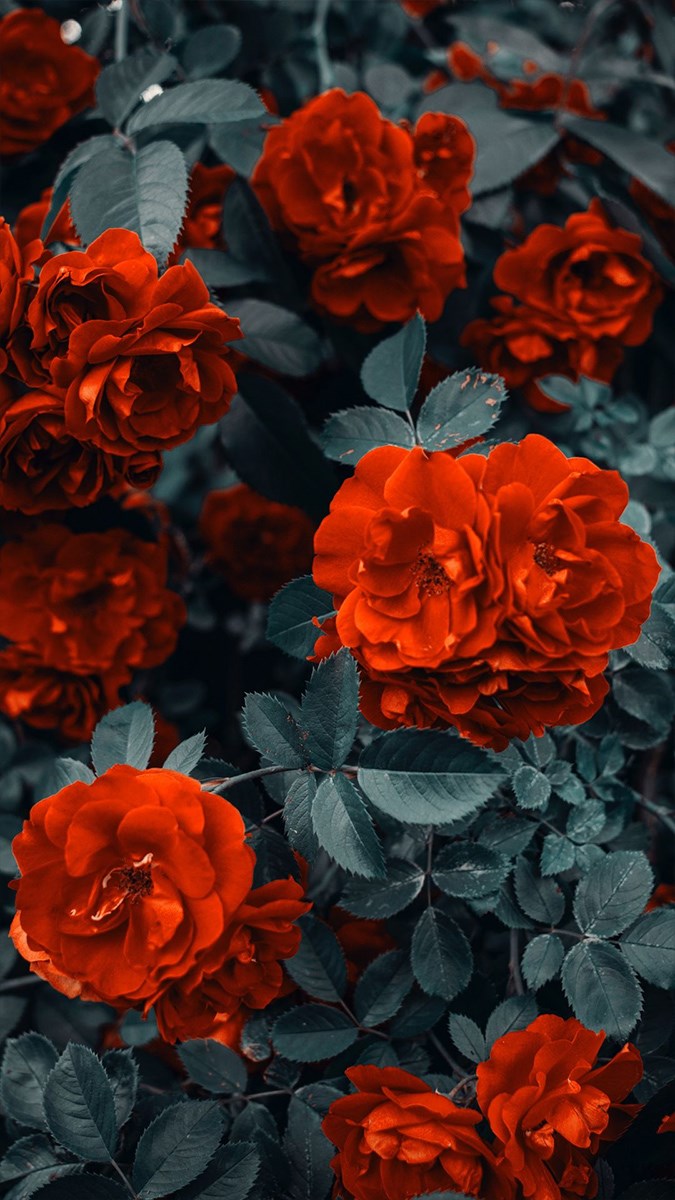 Ảnh hoa hồng đỏ - 3 (Kích thước: 1080 x 1920)