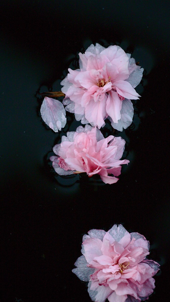 Thiên đường hoa Mẫu Đơn: Khám phá nét đẹp tuyệt vời của loài hoa đầy tinh  túy