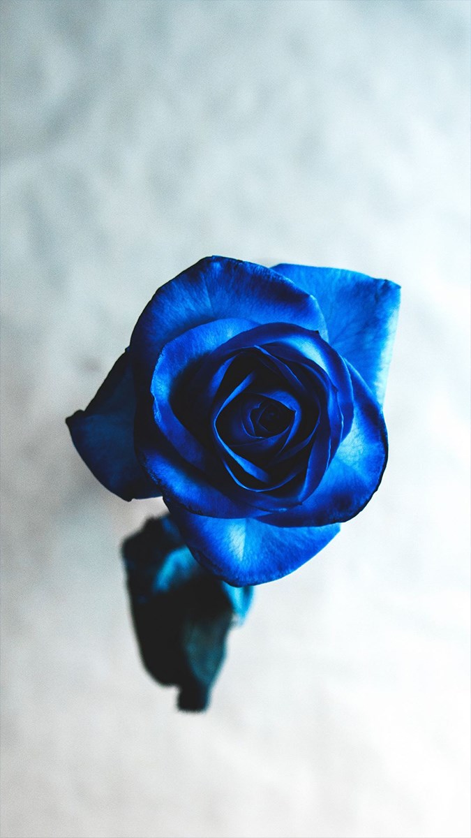 Ảnh hoa hồng xanh - 5 (Kích thước: 1080 x 1920)