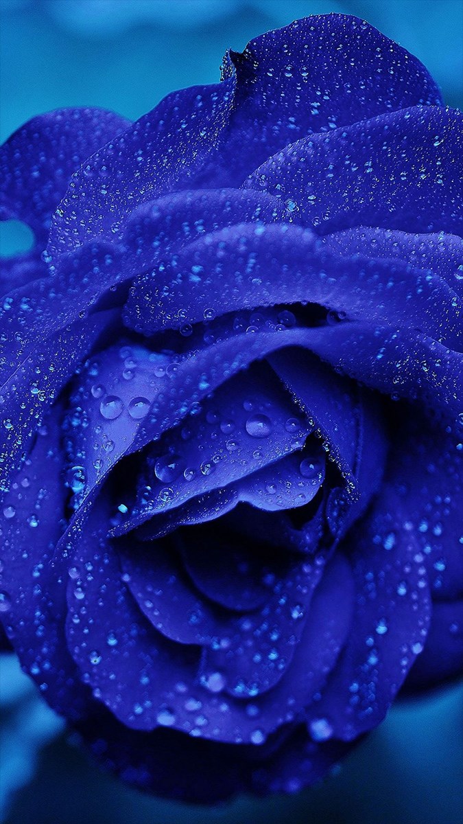 Ảnh hoa hồng xanh - 6 (Kích thước: 1080 x 1920)