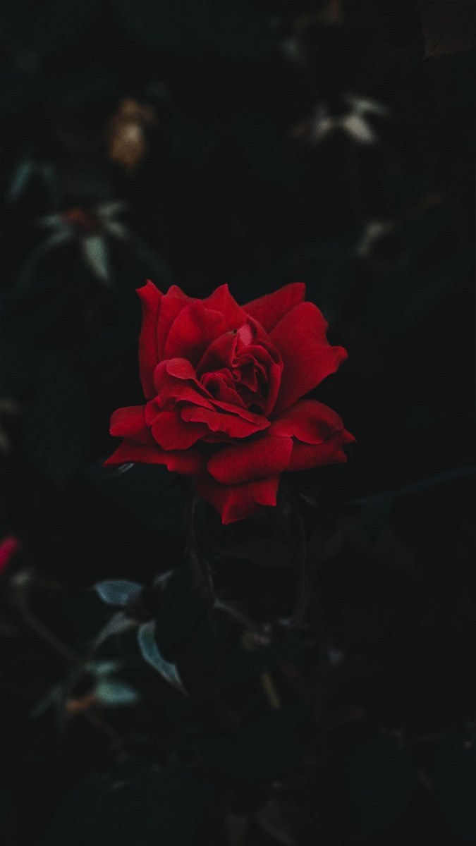 Ảnh hoa hồng đỏ - 7 (Kích thước: 1080 x 1920)