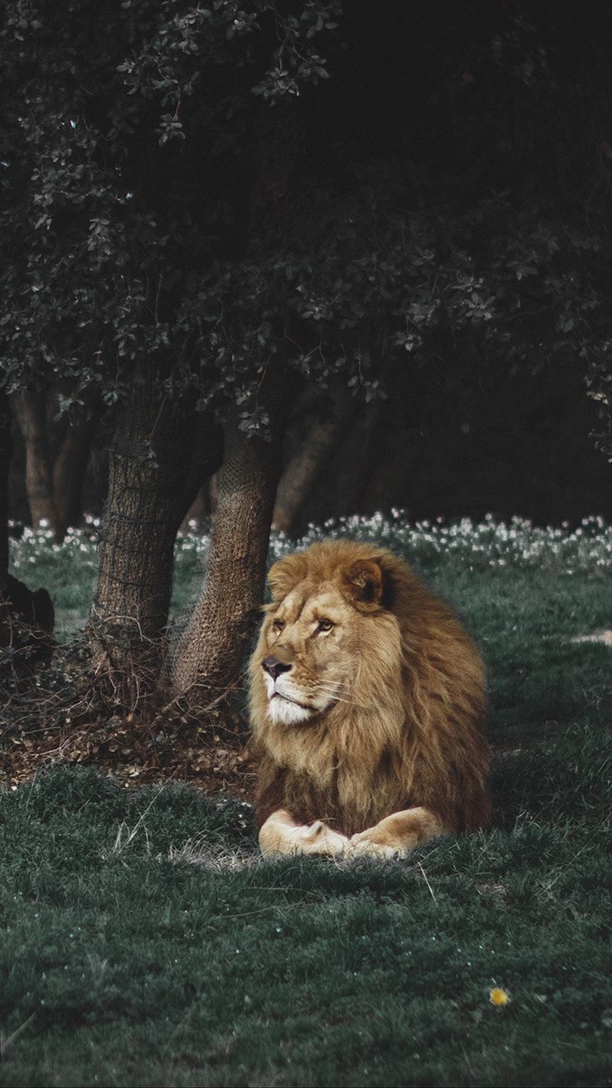 Ảnh sư tử - 7 (Kích thước: 1080 x 1920)