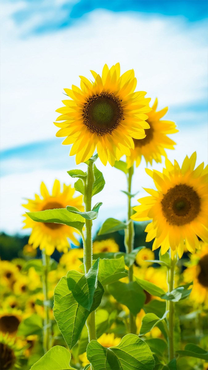 Hình nền hoa hướng dương giữa bầu trời đêm đầy sao hinhnen hinhanh  anhdep hinhnendienthoai hinh  Fondos de pantalla girasoles Girasoles  fondos de Girasoles