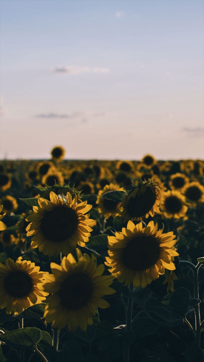 Ý nghĩa hoa hướng dương | 100+ hình nền background hoa hướng dương đẹp