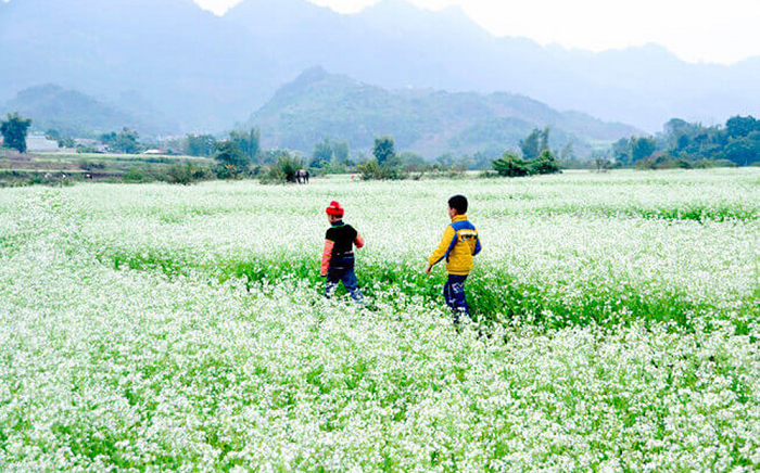 Mộc Châu - Nàng thơ Tây Bắc