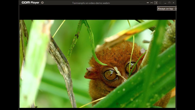 Ph&aacute;t VR (Virtual Reality)