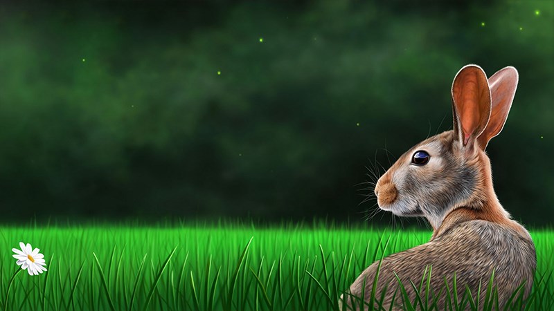 Hình vẽ con thỏ - 1 (Kích thước: 1920 x 1080)