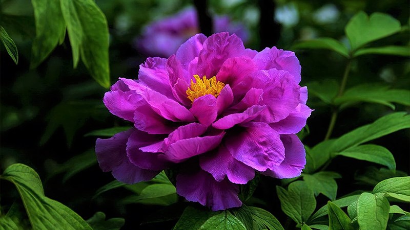 Hình ảnh 19 loài hoa màu tím đẹp nhất - WRHC