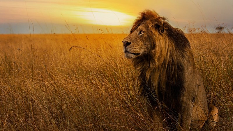 800+ Hình nền sư tử đẹp cho điện thoại Tạo nên sức mạnh và uy quyền
