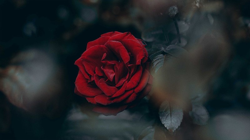 Ảnh hoa hồng đỏ - 11 (Kích thước: 1920 x 1080)