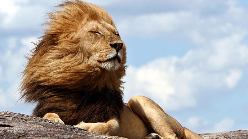 Hình ảnh, hình nền con sư tử đẹp nhất | VFO.VN