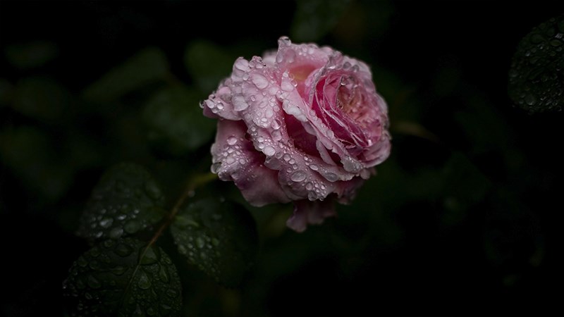 Hãy chiêm ngưỡng vẻ đẹp tuyệt vời của hình nền hoa hồng, những bông hoa đầy màu sắc nở rộ trên màn hình của bạn sẽ khiến bạn cảm thấy thư giãn và yên bình.
