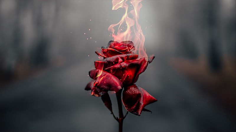 Hình nền hoa hồng đẹp – Mở máy tính là sẽ thấy ngay bức ảnh đẹp lung linh của hoa hồng, một biểu tượng của tình yêu và sự hiện diện trong cuộc sống. Hình nền hoa hồng sẽ giúp bạn tràn đầy sức sống và cảm thấy thư giãn sau những giờ làm việc căng thẳng.