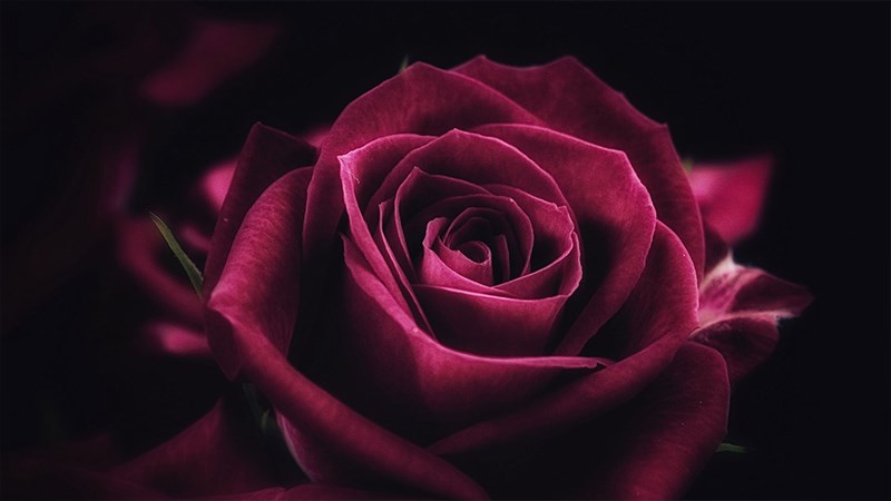 List hình nền hoa hồng đẹp cho máy tính