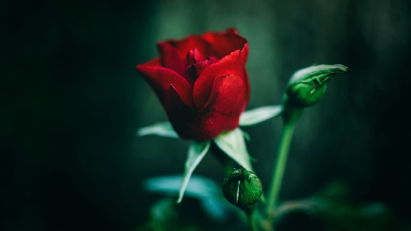 Ảnh hoa hồng đỏ - 6 (Kích thước: 1920 x 1080)