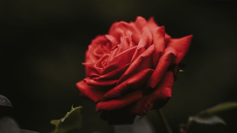 Ảnh hoa hồng đỏ - 7 (Kích thước: 1920 x 1080)