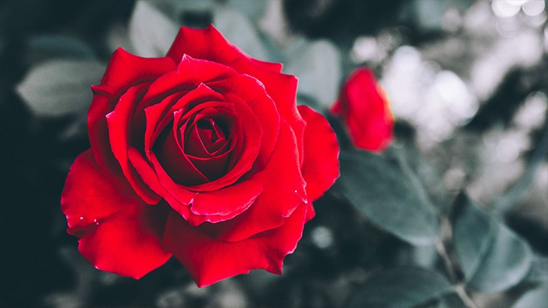 Ảnh hoa hồng đỏ - 8 (Kích thước: 1920 x 1080)